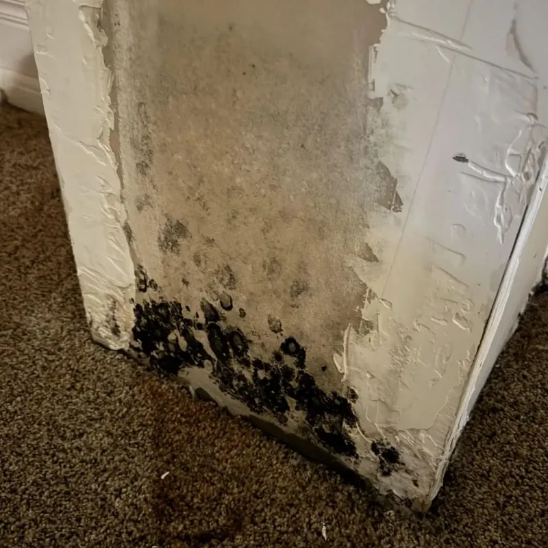 Professional Mold Removal in Paul, ID
